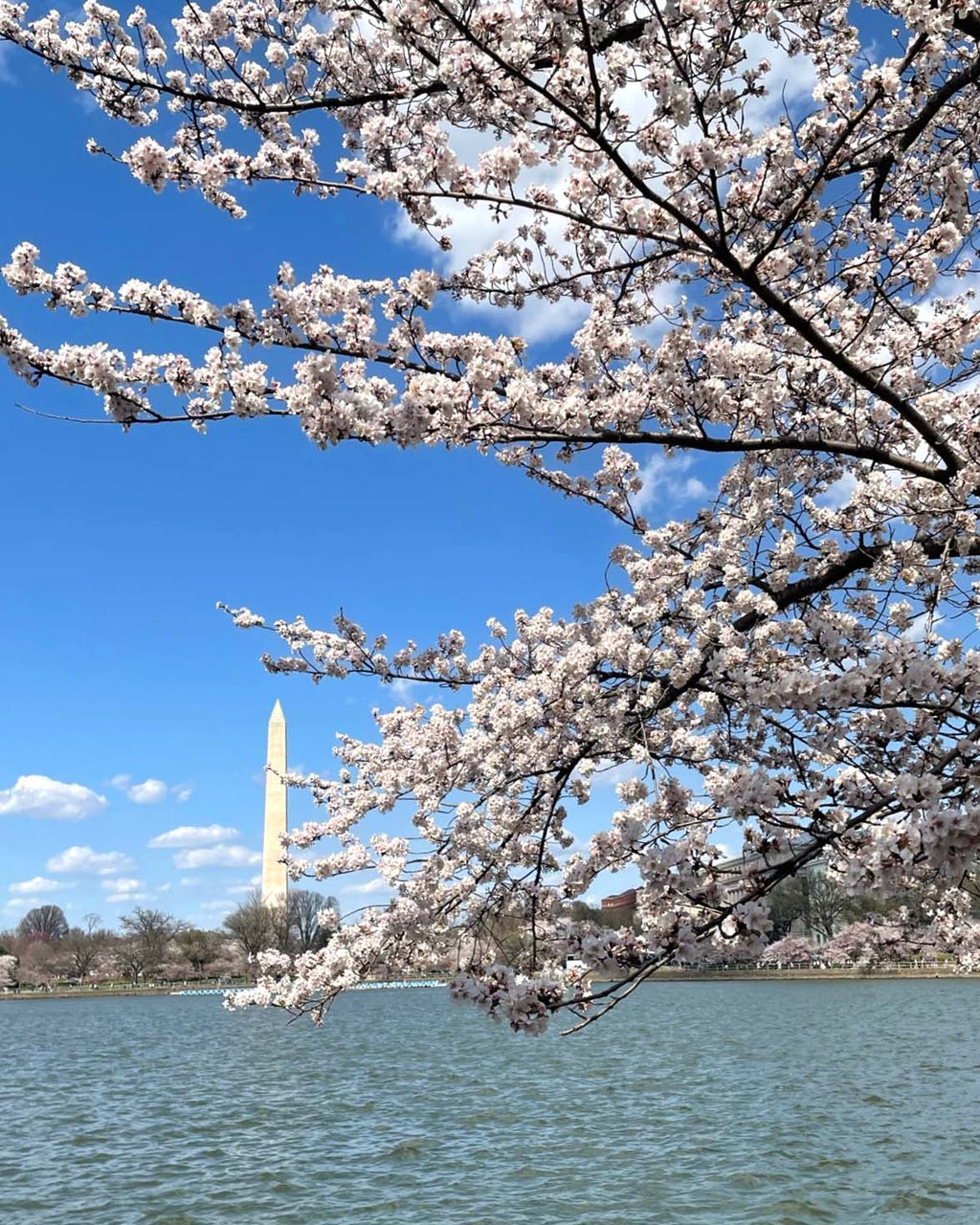 National Cherry Blossom Festival 2022 returns to in-person events